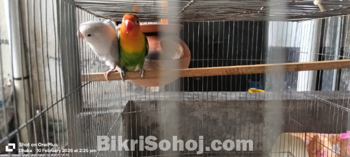 ডিম সহ ফুল সেটাপ লাভ বার্ড